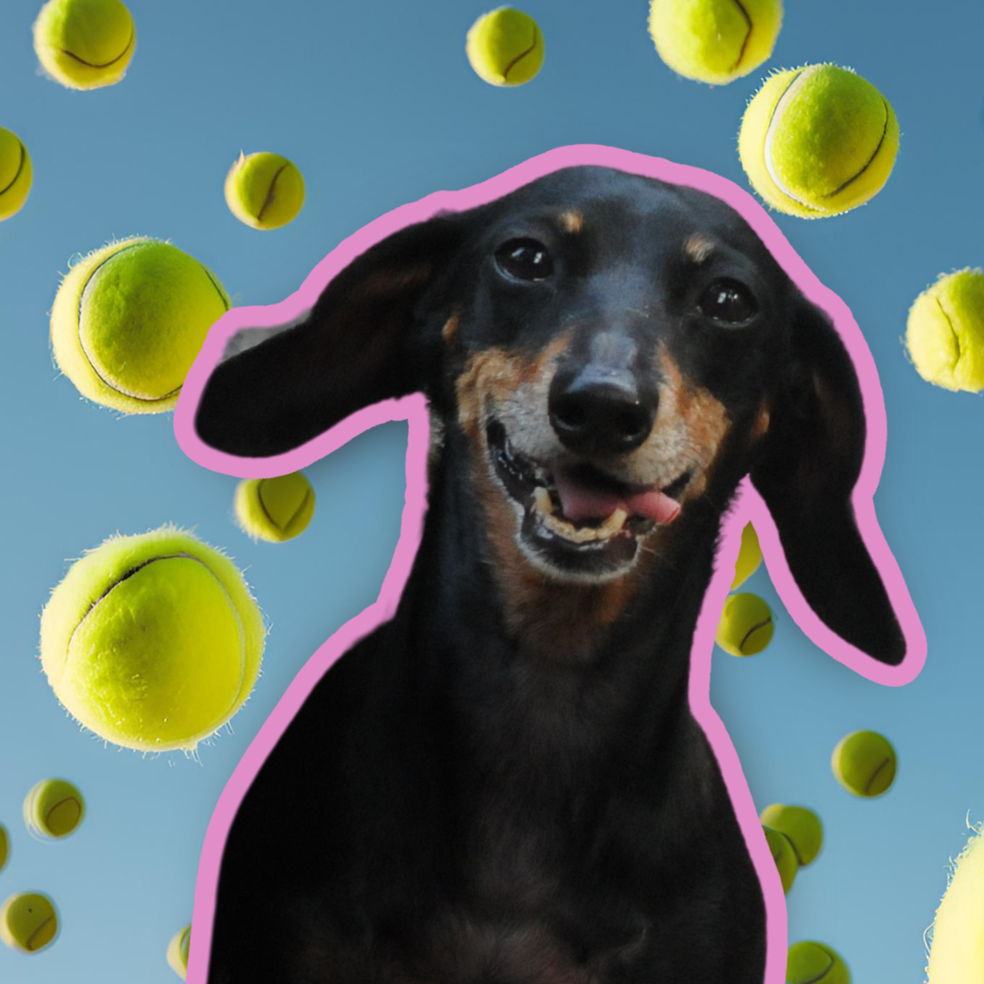Must-Have Accessories for Aging Dachshunds